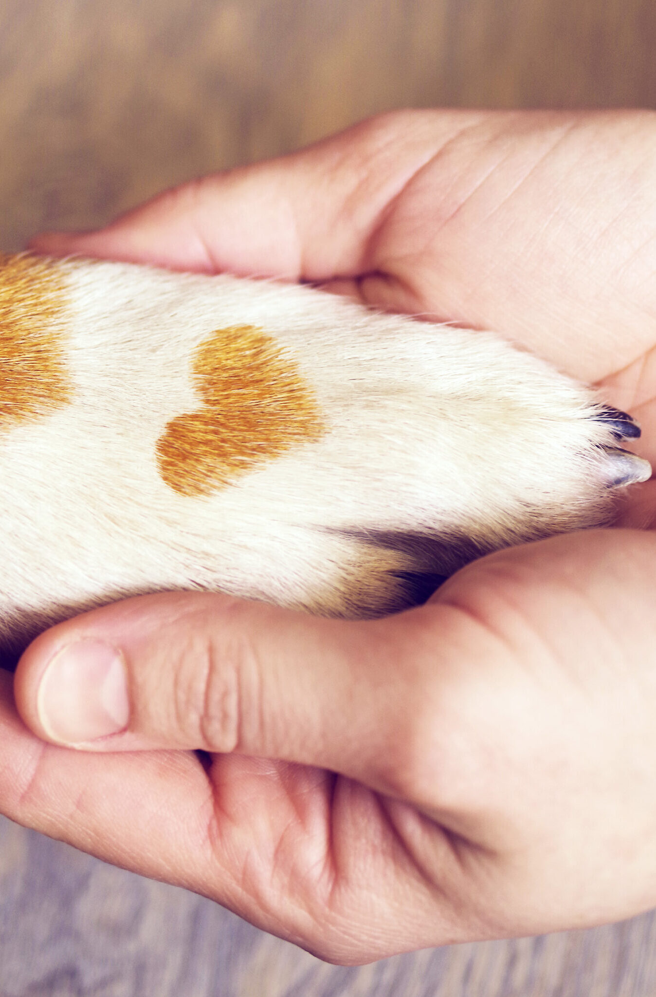 Mano di una persona che tiene delicatamente la zampa di un cane dal manto bianco e marrone, con una macchia di pelo a forma di cuore.
