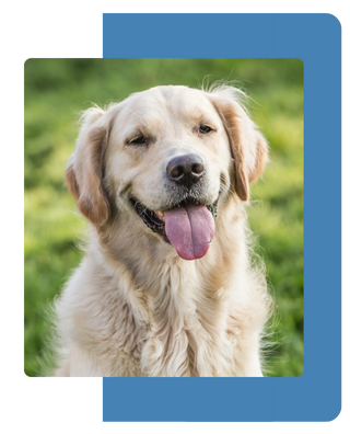 Golden retriever sorridente all’aperto: Un cane golden retriever con pelo chiaro e lingua fuori sorride all’aperto.