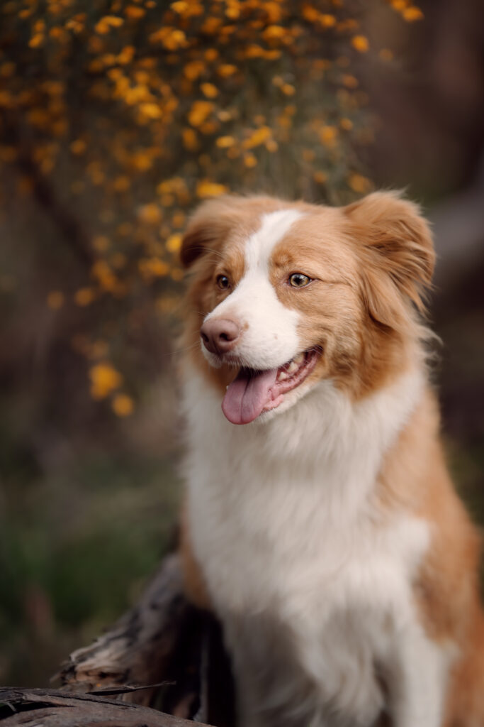 Primo piano di un cane felice, con pelo bianco e marrone chiaro, con la lingua fuori e uno sfondo naturale sfocato con fiori gialli.