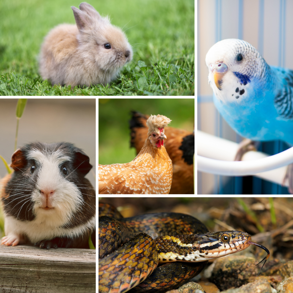 Una selezione di animali esotici e da compagnia non convenzionali, tra cui coniglio, pappagallino ondulato, porcellino d’India, gallina e serpente, rappresentativi della varietà di specie che possono essere seguite e curate con attenzione veterinaria specialistica.