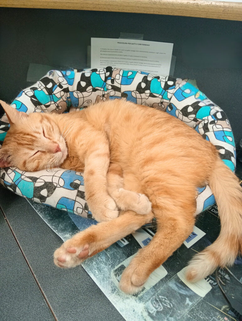 Gatto rosso Oioi, mascotte dell'Ospedale Veterinario Ardenza a Livorno, dorme beatamente sul suo lettino