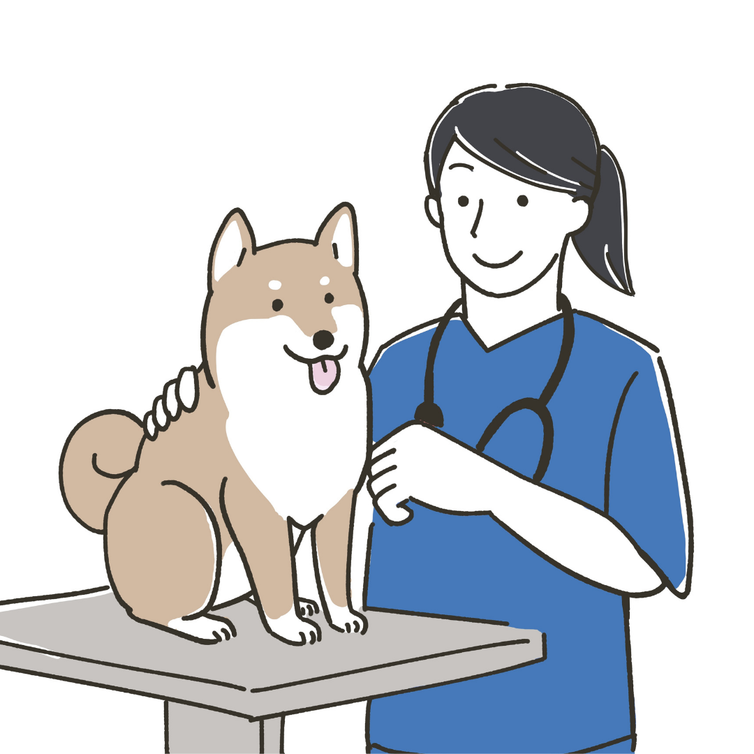 Un veterinario in camice blu con stetoscopio esamina un cane Shiba Inu felice seduto su un tavolo da visita. Il veterinario sorride e tiene delicatamente la schiena del cane.